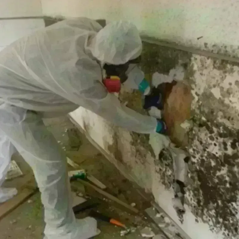 Mold Remediation and Removal in Weatherby Lake, MO